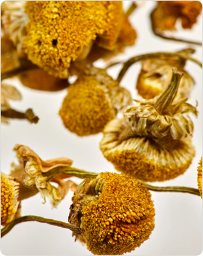 Chamomile Picture