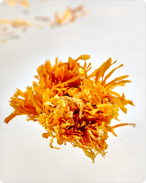 Calendula Picture