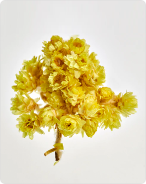 Helichrysum Picture